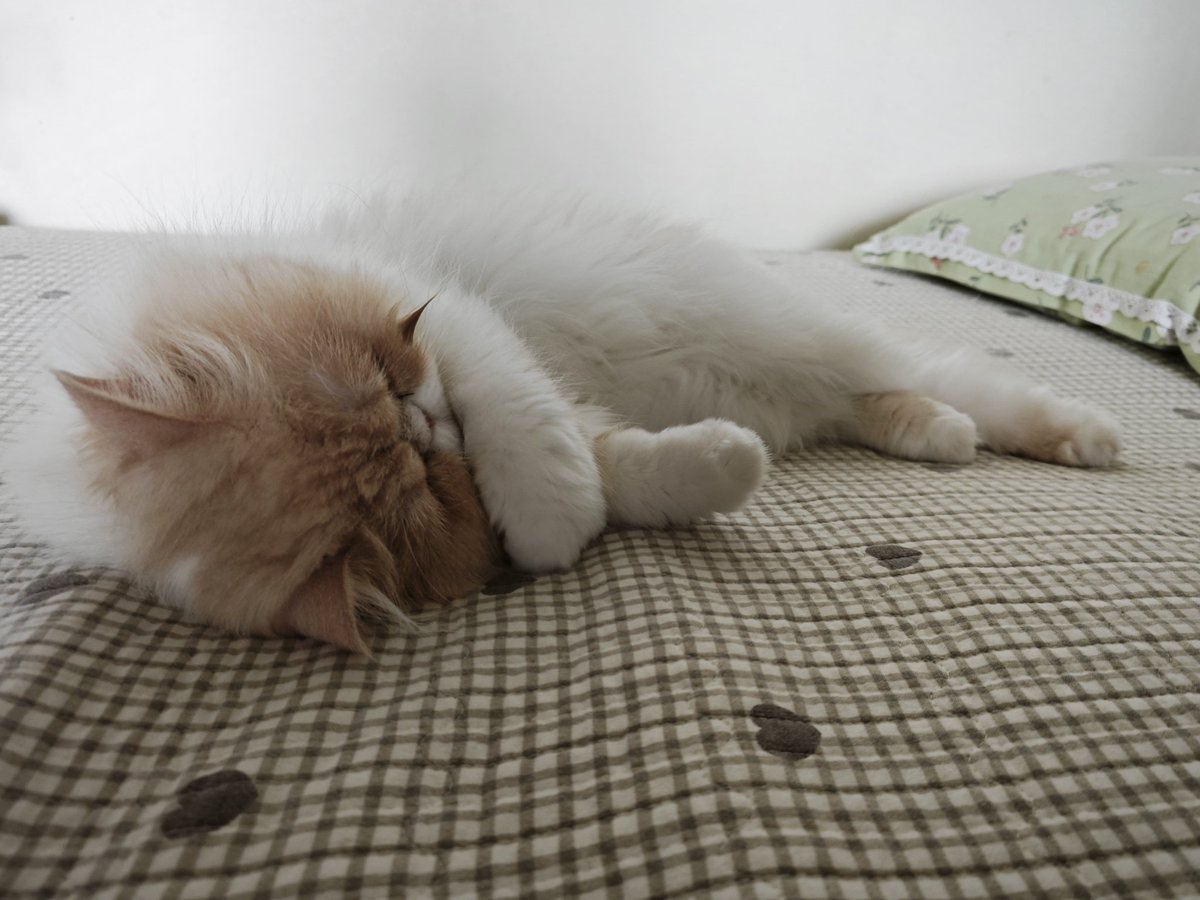 Pet supplies, Petikitty.com