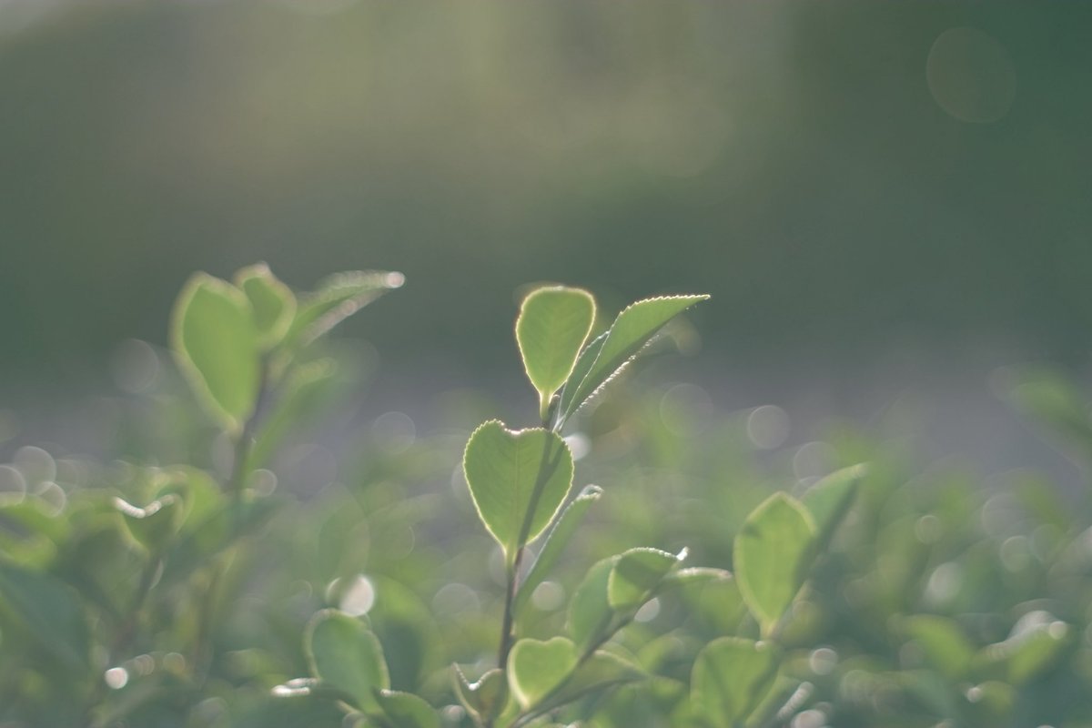 これが噂に聞く初代センサーの透明感ってやつですか…