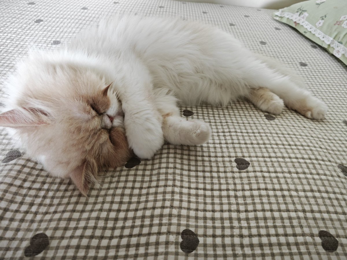 Pet supplies, Petikitty.com