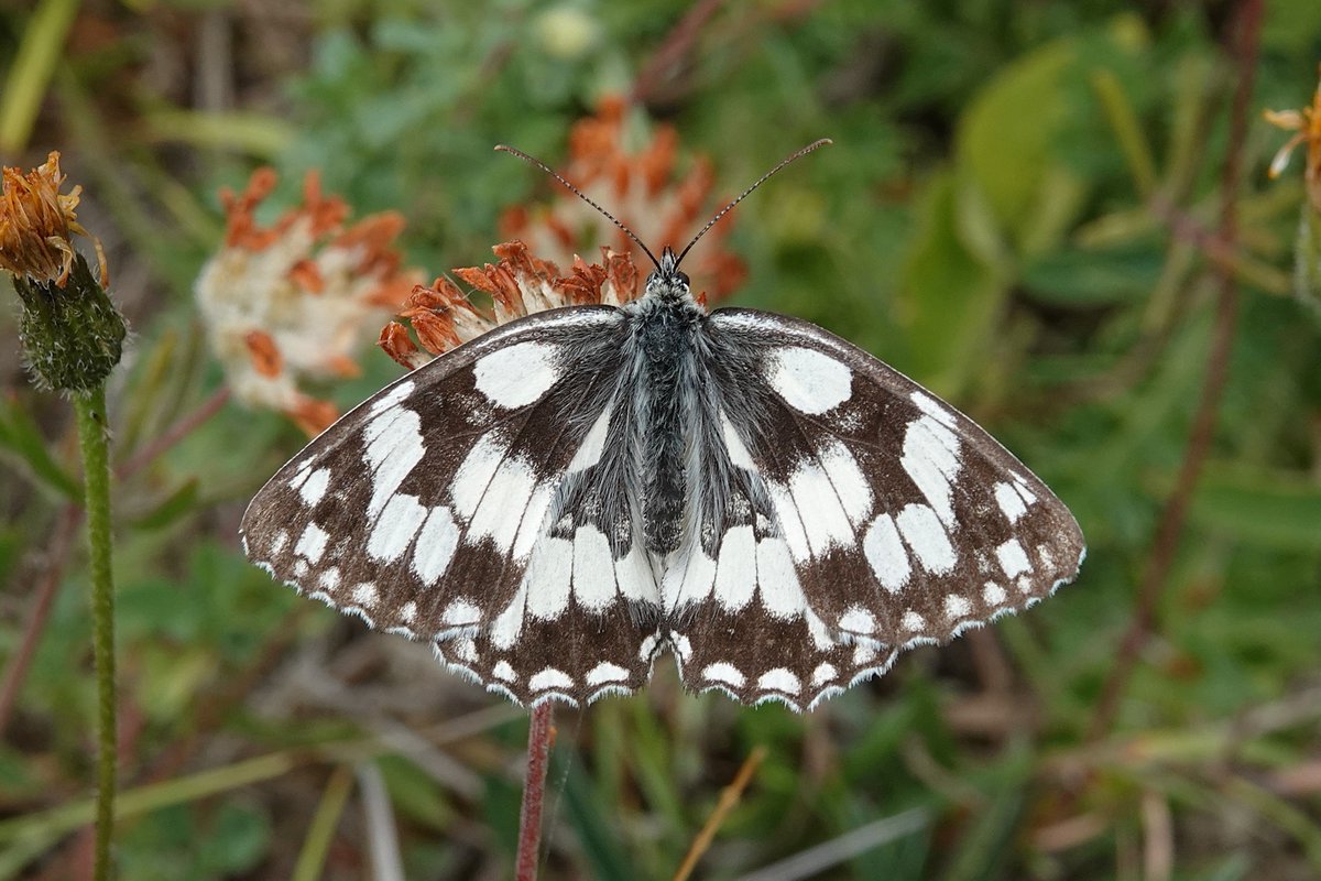 dartfordtrapper's tweet image. A short trip out this morning started well at Whitehill with 50+ Chalkhill Blues, Small Copper and a few Marbled Whites.