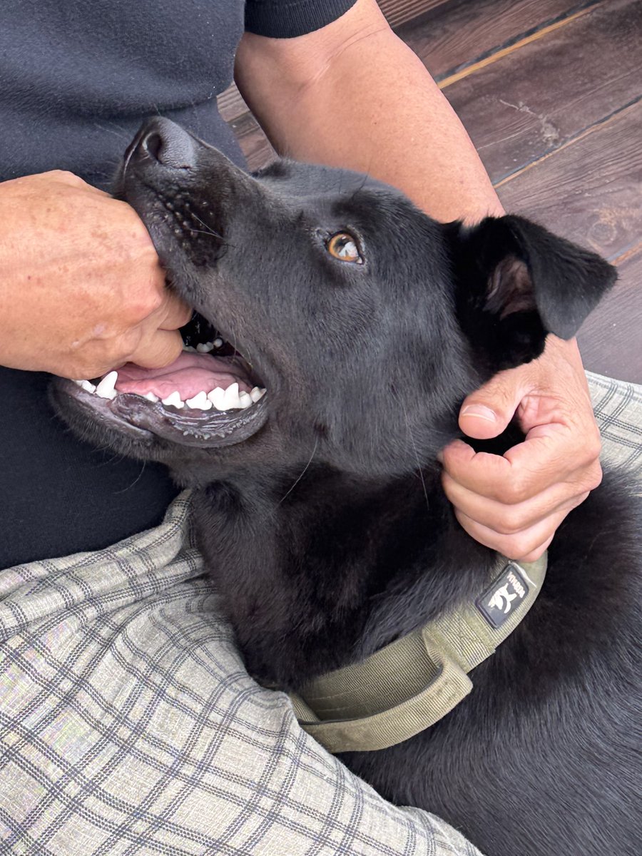 진짜 너무 잘생긴 강아지를 만났어요 까만털에 황금빛 눈이라니…💛
사람을 너무 좋아해서 진짜 살살 물면서 애교부림🥹🖤