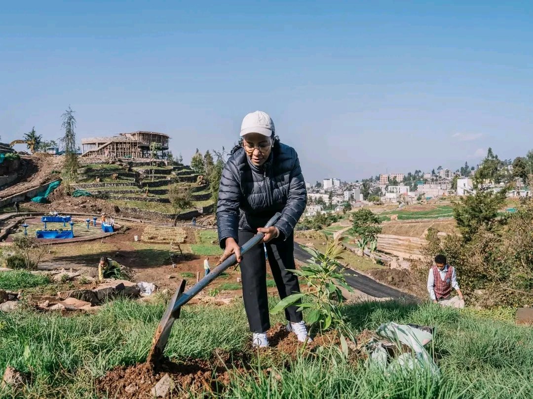 DiloProsperity's tweet photo. Dhaabuudhaan Bayyanachuu!
በመትከል ማንሰራራት!
Renewal Through Planting!
 
Sagantaa Ashaaraa Magariisaa bara 2017'tti makamuun, biqiltuu haa dhaabnu! haa kunuunsinu!!
#Ashaaraa_magariisaa  #GreenLegacy 
#Badhaadhina #prosperity #GERD https://t.co/Mby3YXk4XD