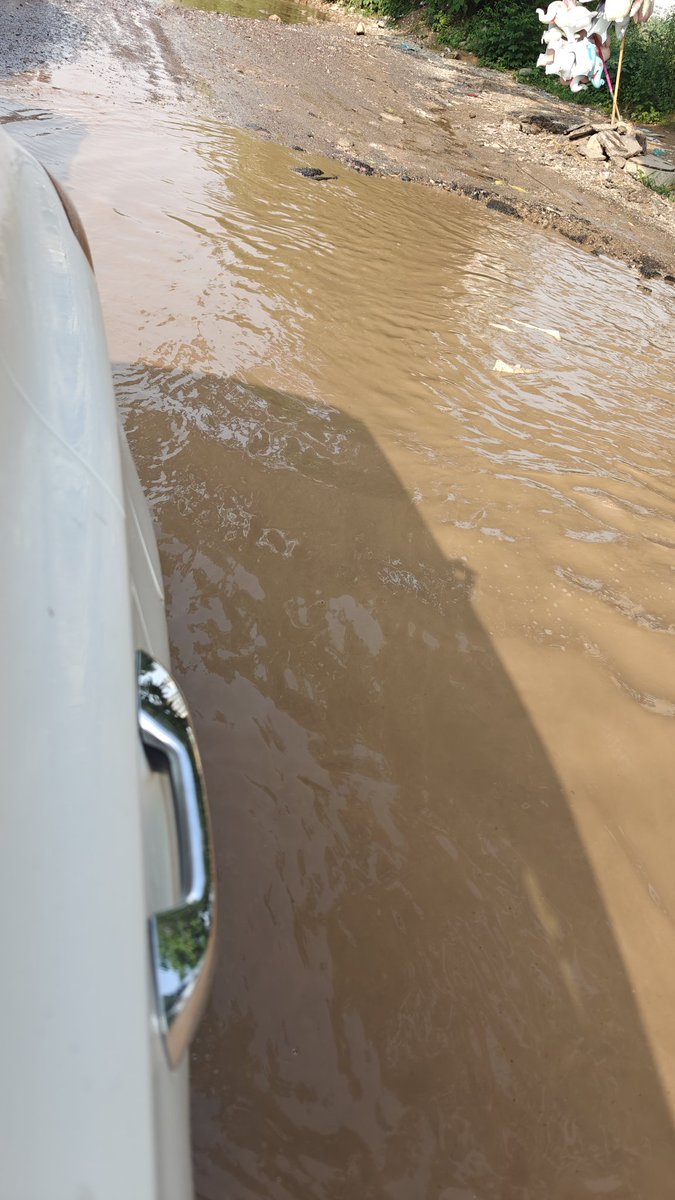 Schephalica tweet media