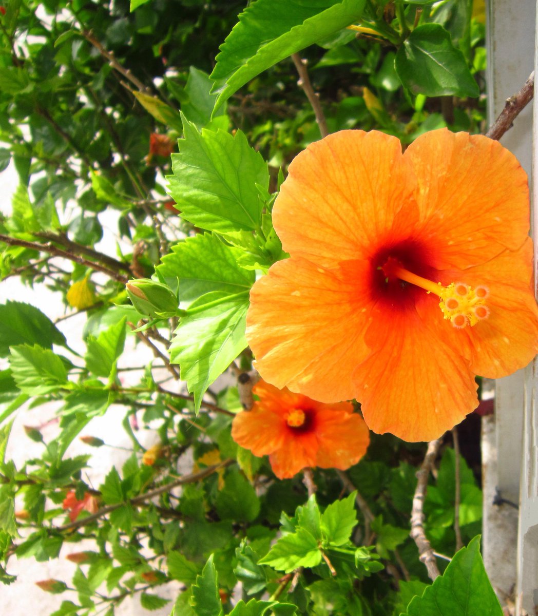sparkaya_'s tweet image. Hibiscus sur vous les mutus 😍
