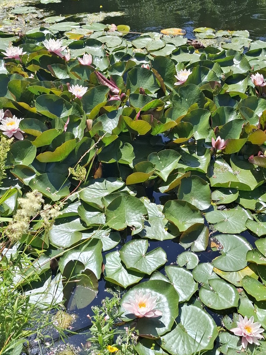 Waterlilies along the Phibsboro &gt; Ashtown canal stretch 😎✨️🌞