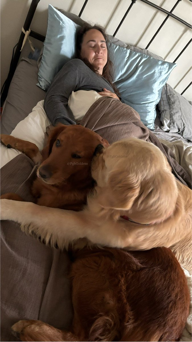 PghGoldens's tweet photo. It has come to our attention that momperson wants to wake up earlier and who are we to disappoint. #AlarmClock #BiteyFace #NoSleepTilTomorrow #WeightedBlanket #GoodDogs 

#DogsOfTwitter #DogsOfBlueSky #DogsOfInstagram #DogsOfThreads #GoldenRetrievers #PghGoldens https://t.co/ueTyCZEyBM