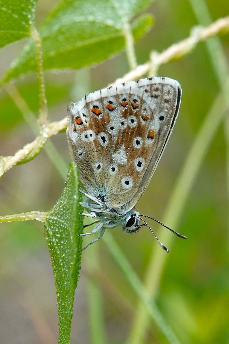 dartfordtrapper's tweet image. A short trip out this morning started well at Whitehill with 50+ Chalkhill Blues, Small Copper and a few Marbled Whites.