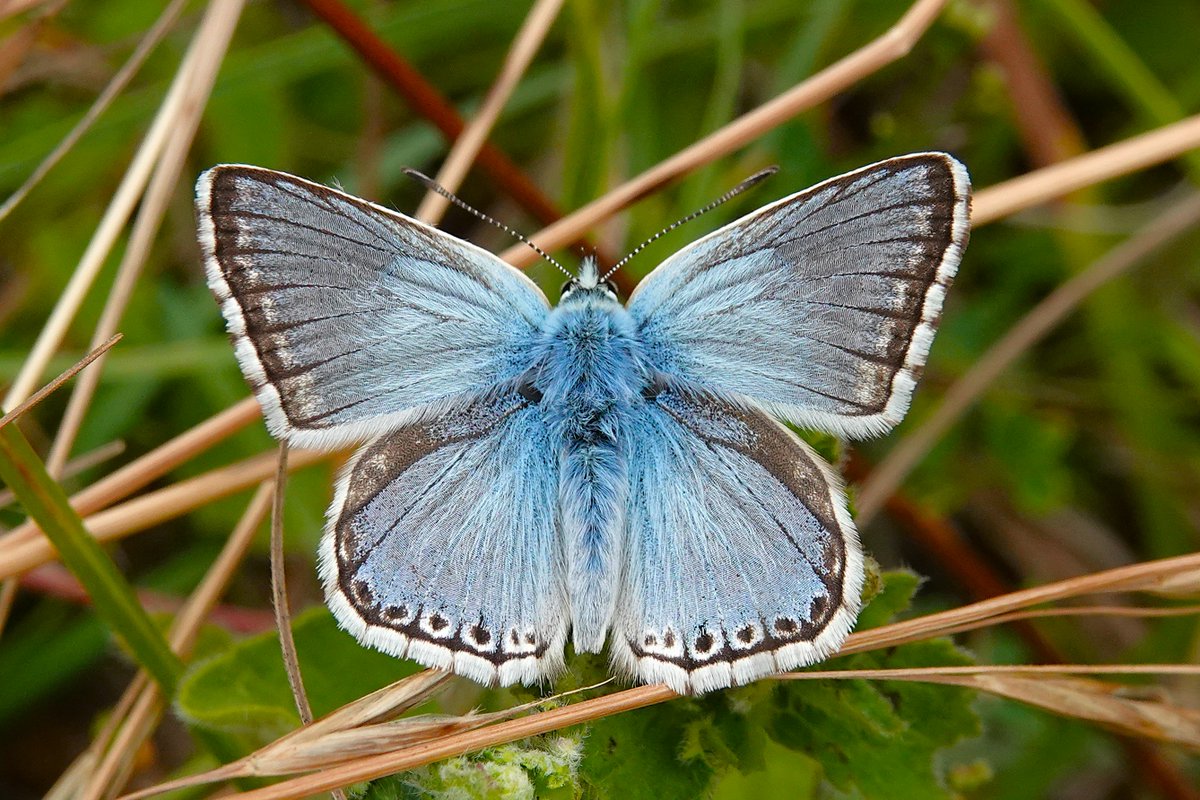 dartfordtrapper's tweet image. A short trip out this morning started well at Whitehill with 50+ Chalkhill Blues, Small Copper and a few Marbled Whites.