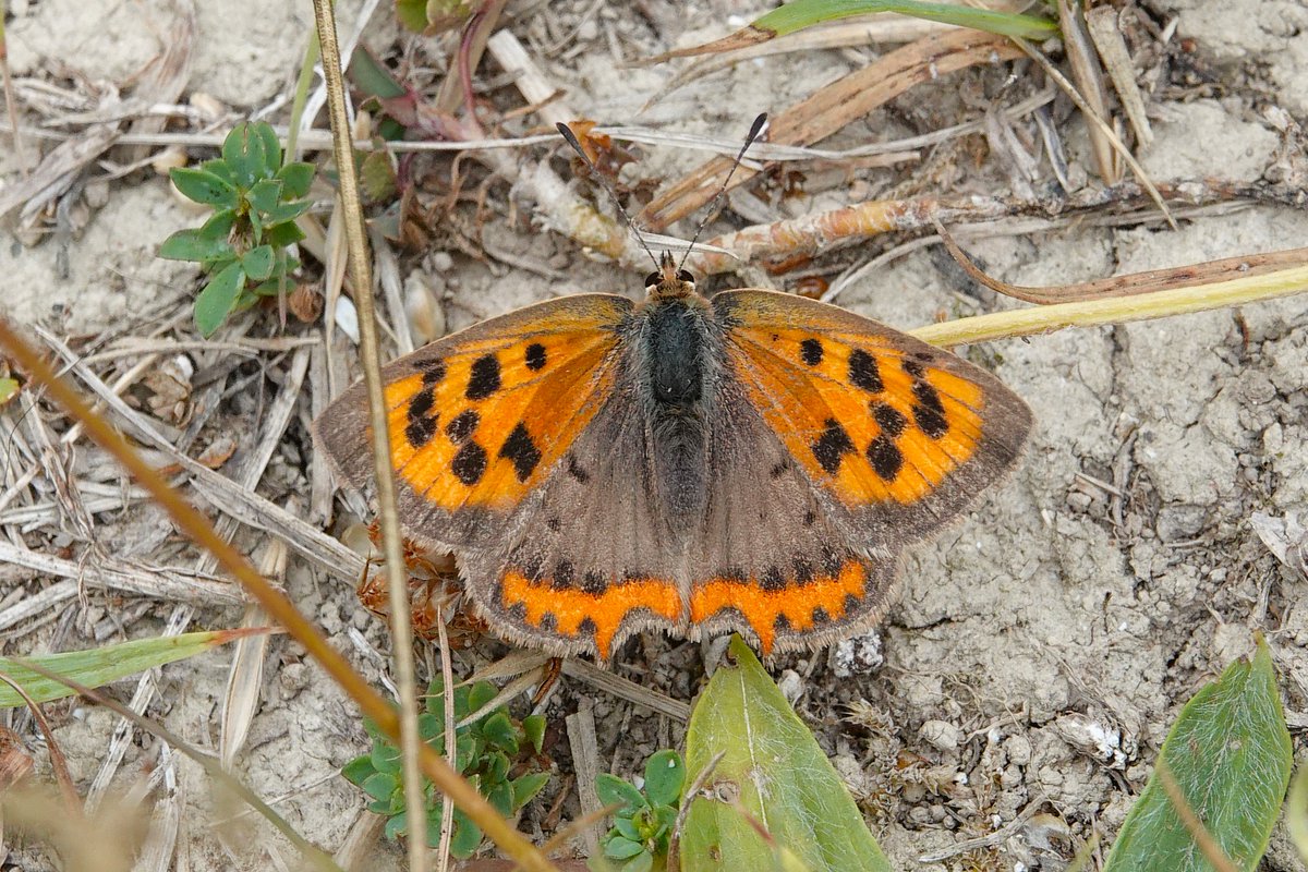 dartfordtrapper's tweet image. A short trip out this morning started well at Whitehill with 50+ Chalkhill Blues, Small Copper and a few Marbled Whites.