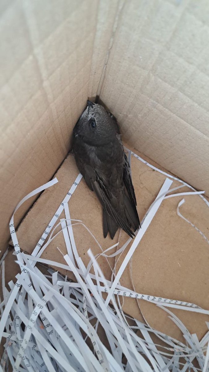 🐣 Los nidos de golondrinas, aviones y vencejos están protegidos. 

👮🏻‍♀️ Destruirlos es delito. Recientemente, tras una investigación de #AgentesForestalesCM, un 
vecino de #Leganés ha sido sancionado. 

🐦 ¡Respétalos! Al ser aves insectívoras, su función es esencial. 

#ASEM112