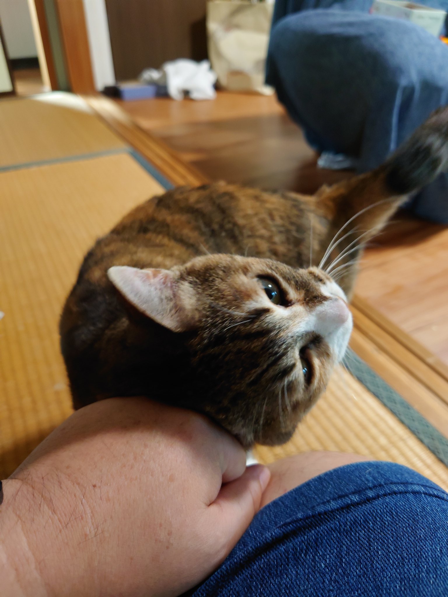 ねこ たかちーず on X: 