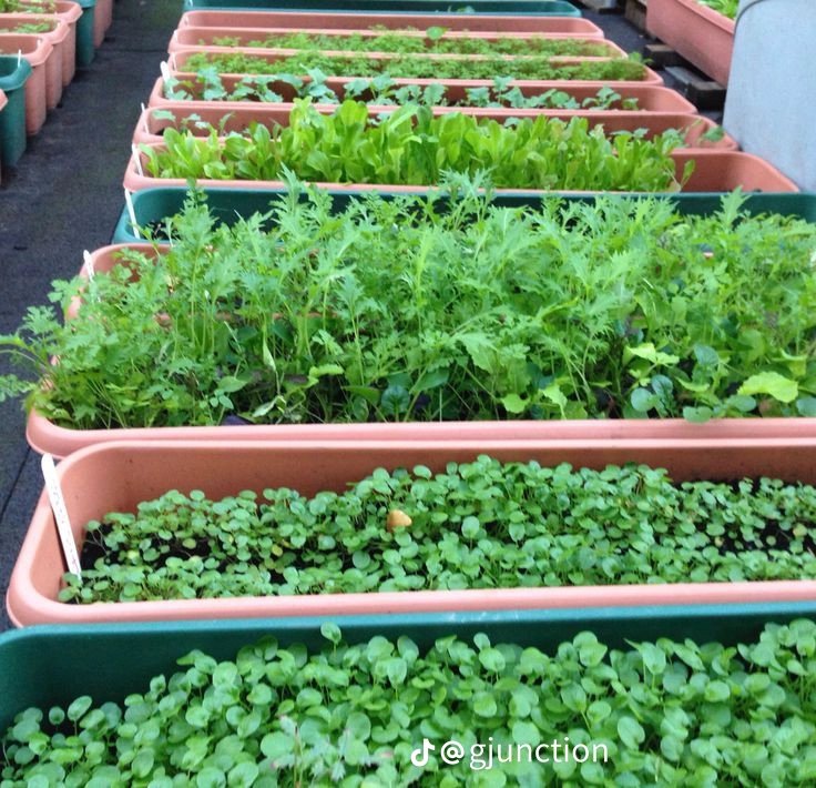 ManishimeH1's tweet photo. Home gardens flourish with consistent care! Water your vegetables in the early morning or late evening to reduce evaporation and ensure deep root penetration. Little efforts, big harvests! 🥕🥬 #HomeGardening #VegetableTips #EatYourVeggies https://t.co/G3dN1dIn5X