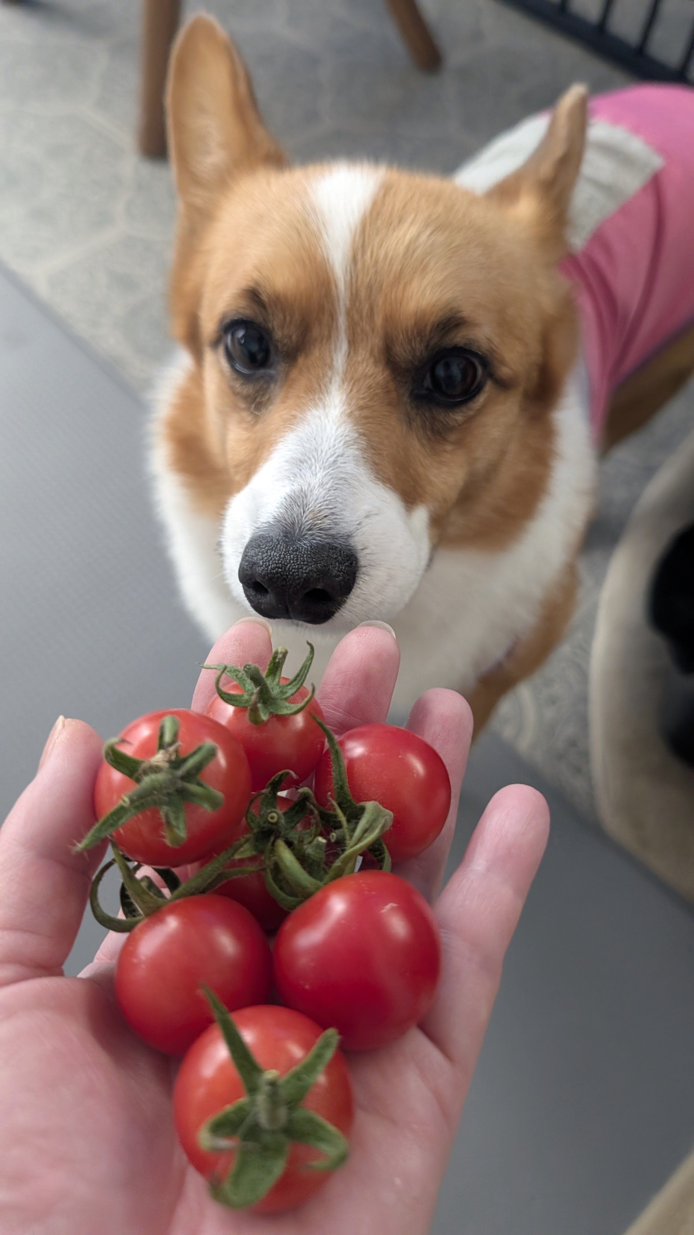コーギー犬めるぱる姉妹🍎 on X: 
