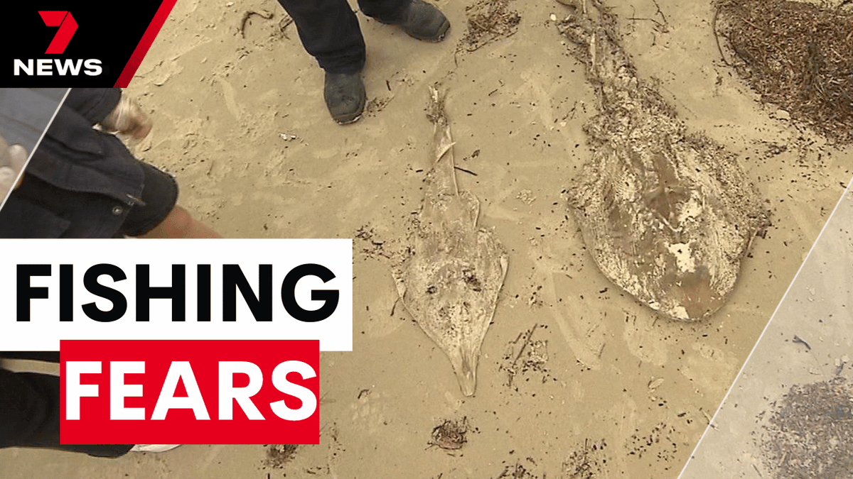 7NEWS Adelaide (@7newsadelaide) on Twitter photo There are calls for a Royal Commission into the algal bloom with anglers warning Yorke Peninsula's economy is dying alongside its marine life. With fish disappearing fast, some businesses have already been forced to shut up shop. youtu.be/rC4uJba8i_k <a href="/HanniHowe/">Hànni Rose Howe</a> #saparli #7NEWS There are calls for a Royal Commission into the algal bloom with anglers warning Yorke Peninsula's economy is dying alongside its marine life. With fish disappearing fast, some businesses have already been forced to shut up shop. youtu.be/rC4uJba8i_k <a href="/HanniHowe/">Hànni Rose Howe</a> #saparli #7NEWS