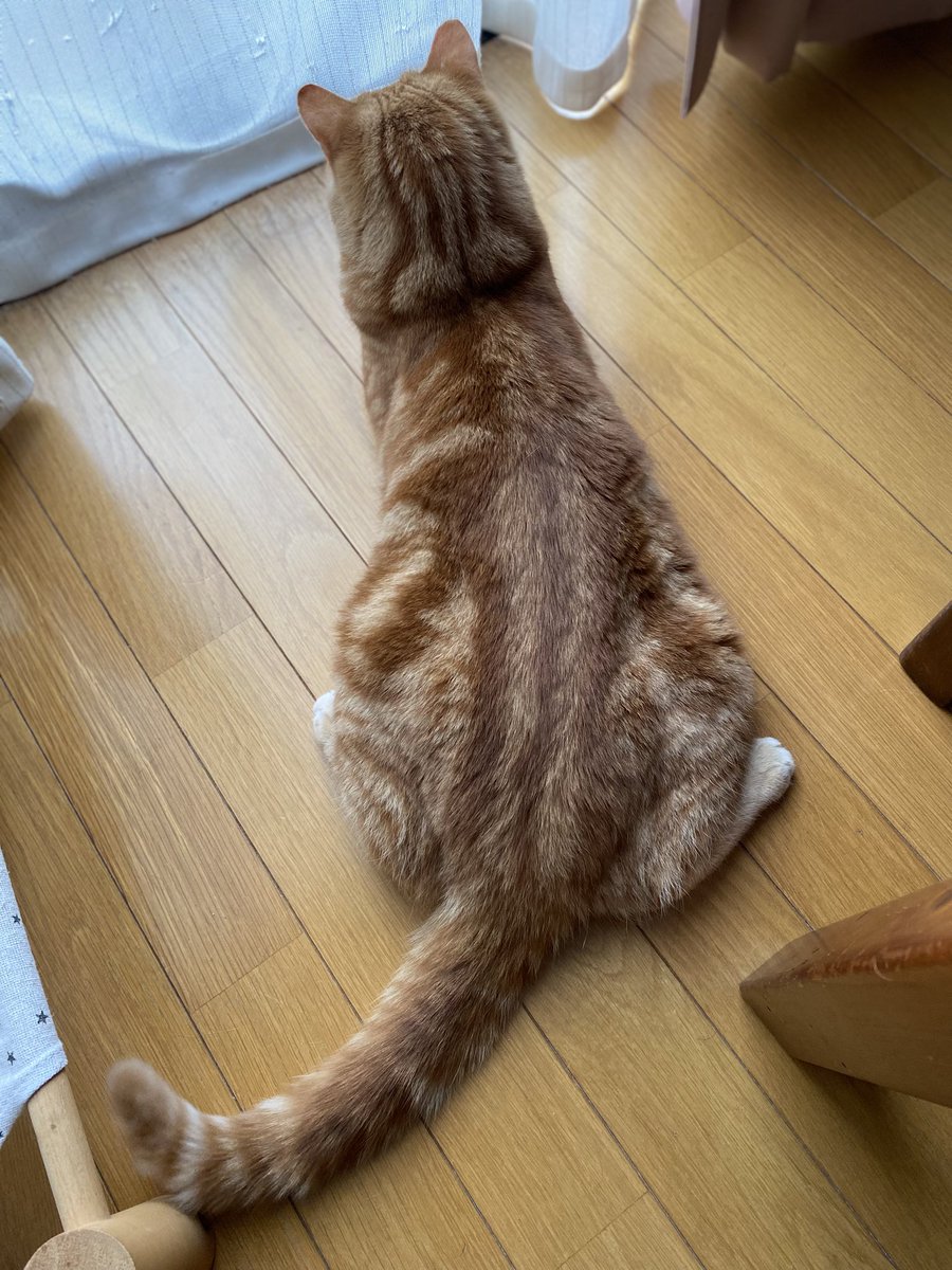 こんにちは☀️

今日のコタ君🐱
後ろ姿が愛おしい

#ねこ　#癒やし