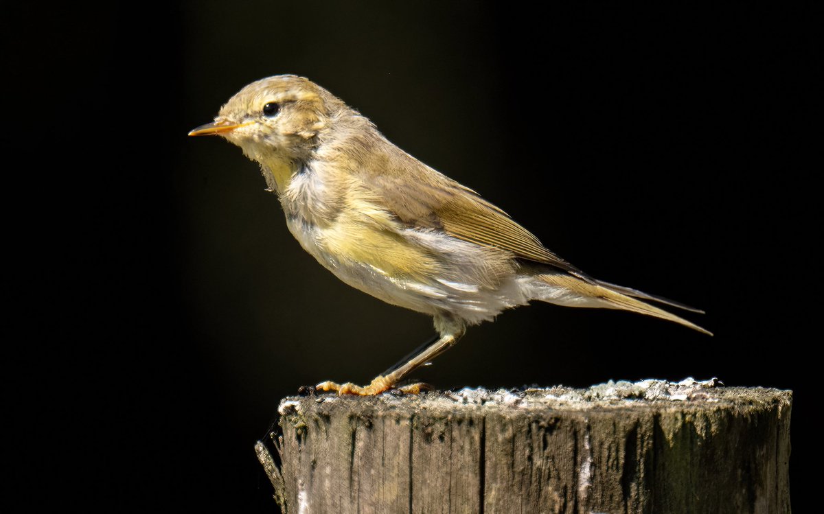 greylands22's tweet image. Willow Warbler @DurhamBirdClub @teesbirds1 @RSPBbirders