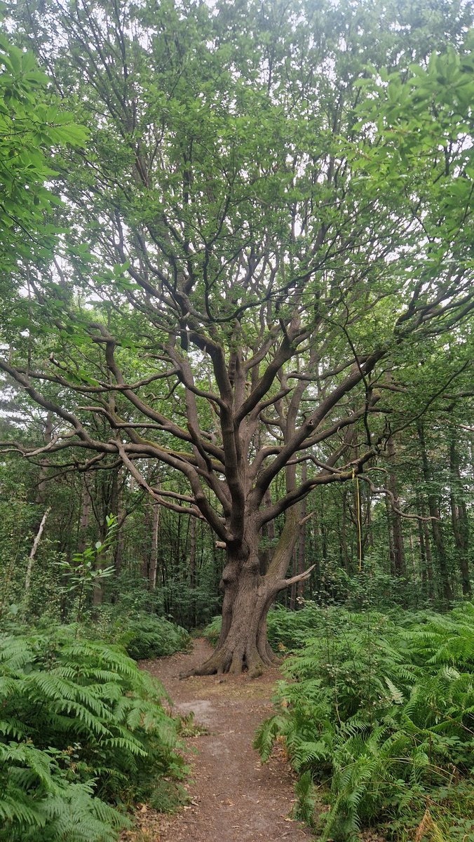 One for <a href="/campbellclaret/">ALASTAIR CAMPBELL</a>. Alastair I hope you like this 🌳.  It's my tree of the day.