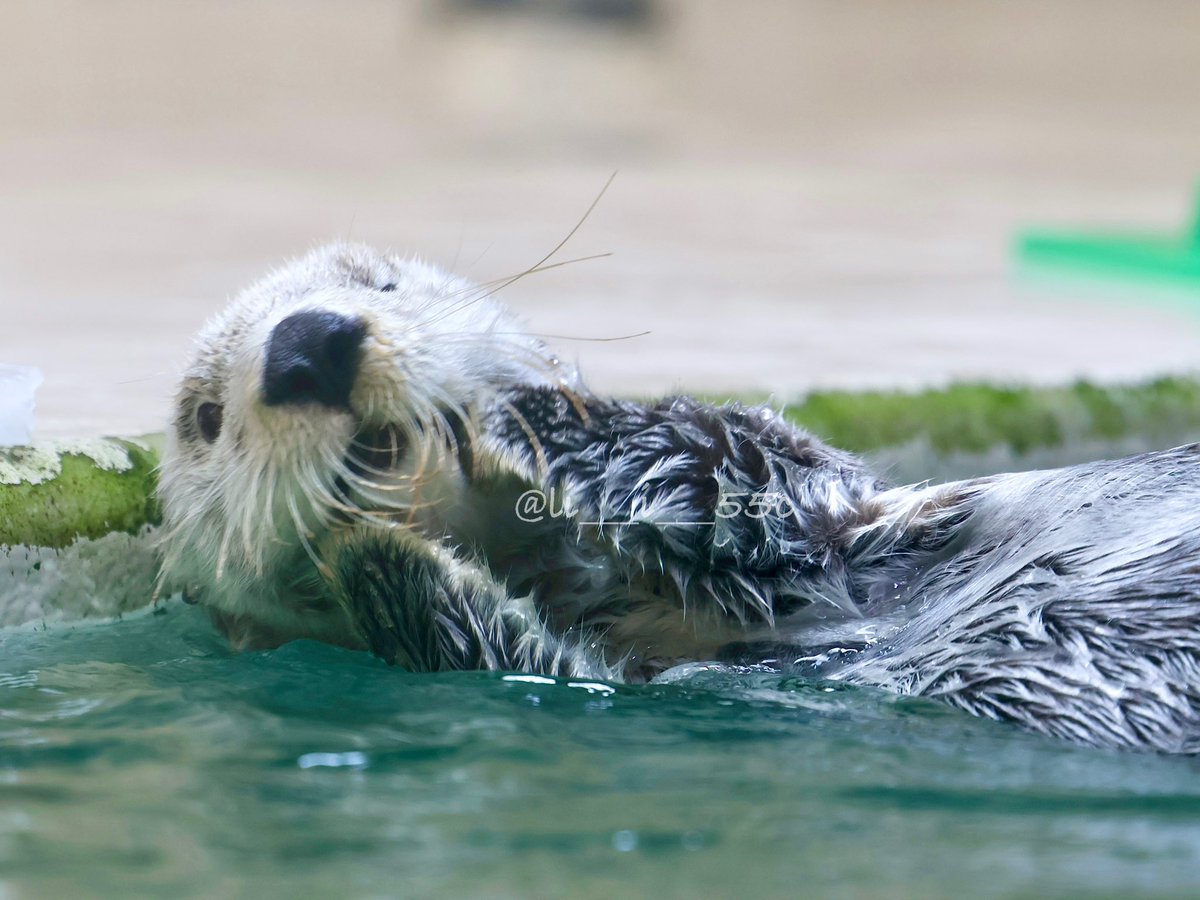 キラちゃん 𝚞𝚜𝚊❁︎ (@li___i___55c) / Posts / X