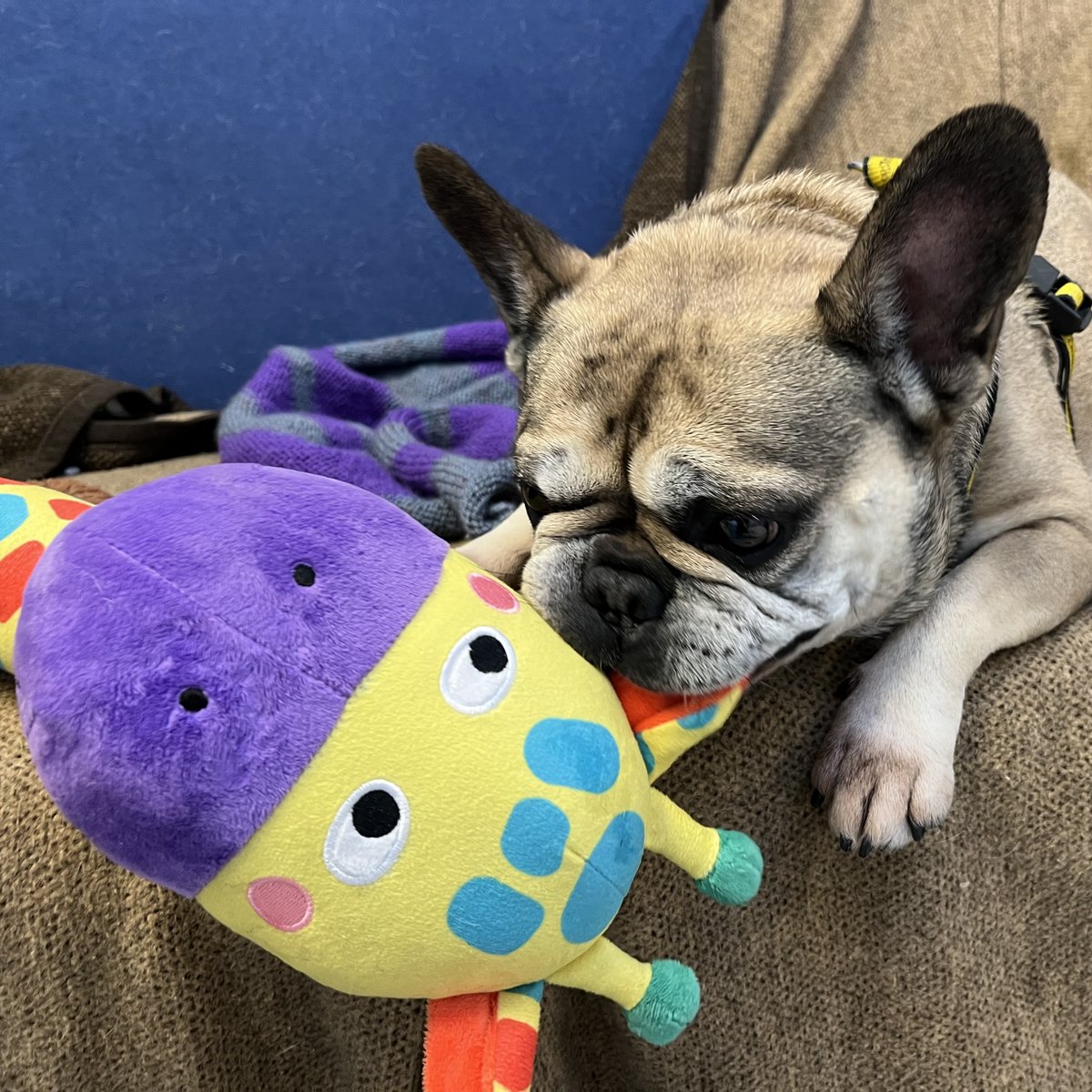 💛 Lucy 💛⁣
Lovely Lucy enjoying tme in the office with her beloved giraffe toy - who's a lot bigger than she is!! 😂🥰
Find out more about her and Apply to Adopt by visiting our website 💻