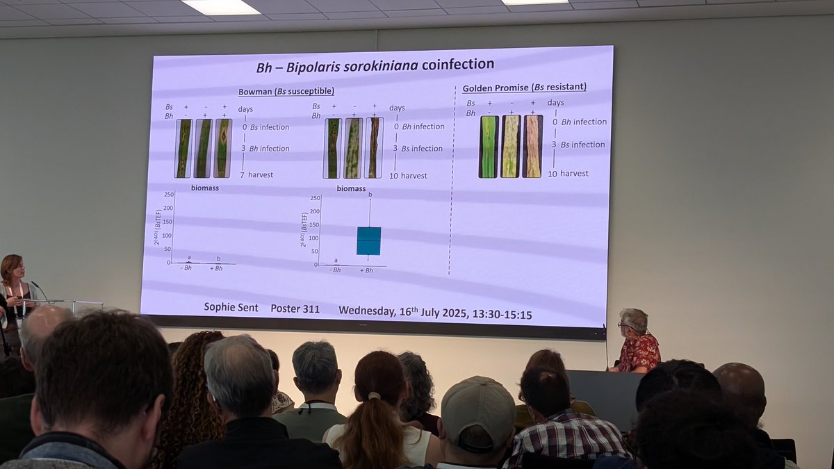 Sophie Sent - Blumeria hordei-Bipolaris sorokiniana coinfection breaks down host barley disease resistance #2025ISMPMI