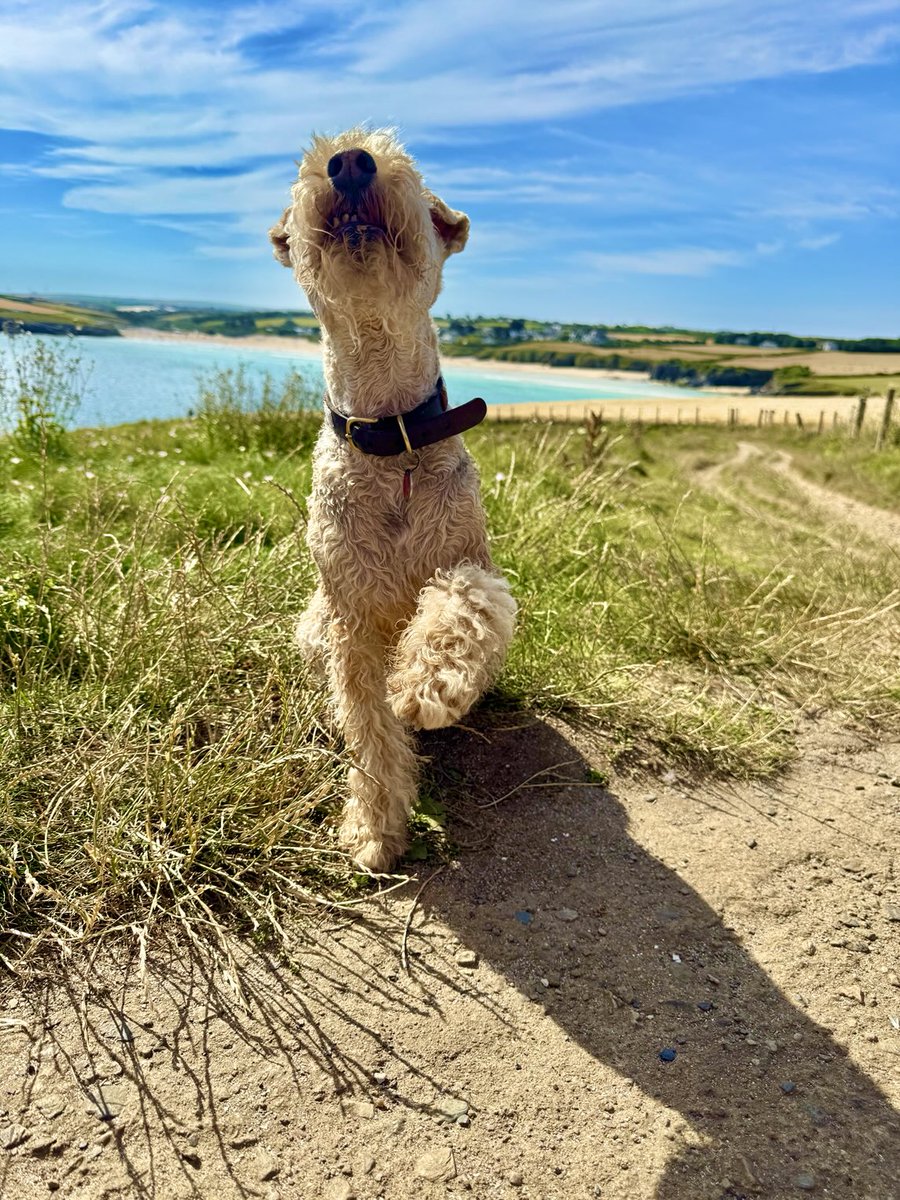 Quite simply ‘A Paw with a View’ ❤️