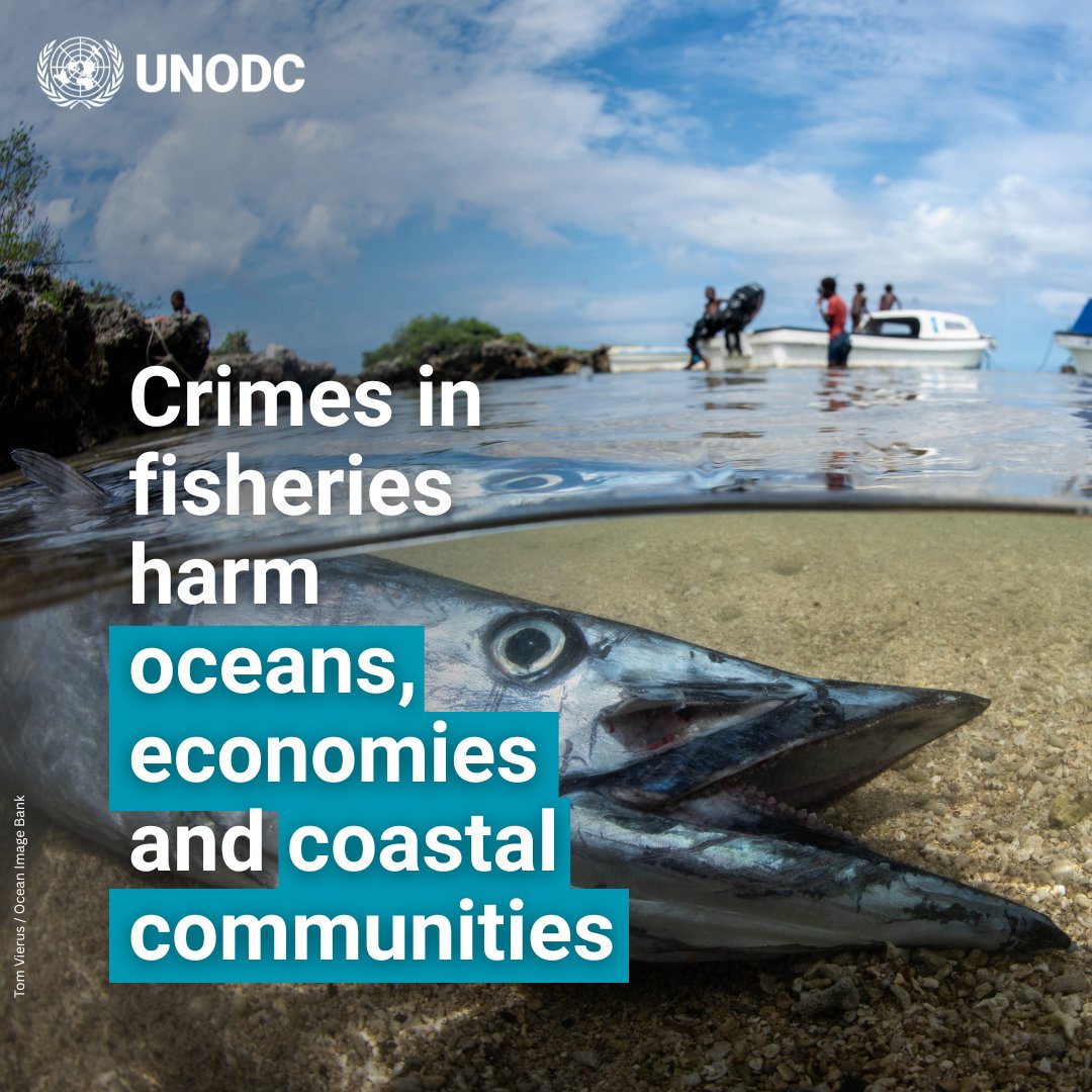 Not all crimes in fisheries happen at sea.

Corruption, fraud, money laundering and tax crimes take place across ports, trade routes and supply chains.

Tackling these crimes is key to preserving fisheries as a source of food, employment and economic stability.

#endENVcrime