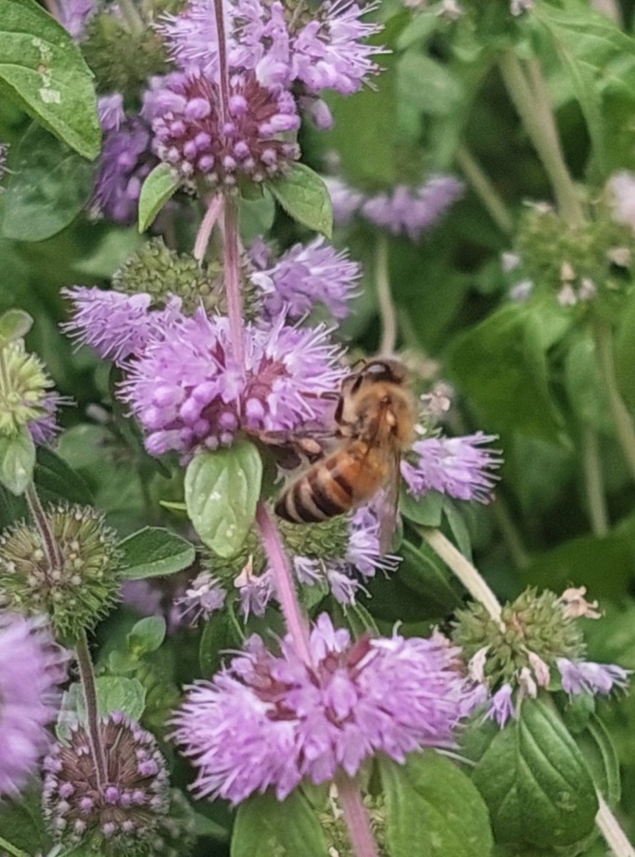 Honigbiene 🥰 auf der Blüte der Poleiminze.