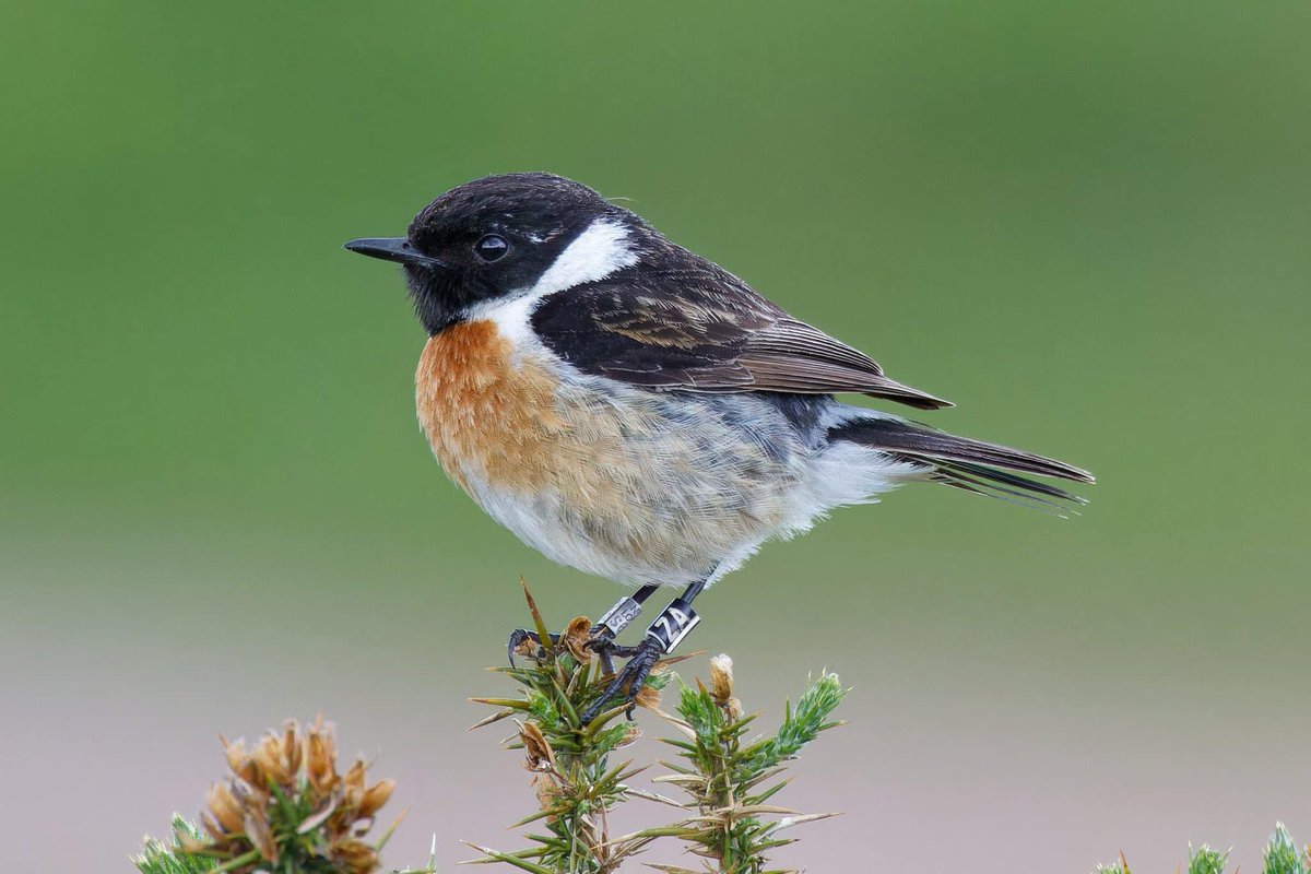 RingersWm's tweet image. Whilst we take a pause from ringing due to the weather, please keep your eyes out for any of our colour ringed projects: all fitted with black colour rings with white engraving. Common Tern, Peregrine, BH Gull &amp;amp; Stonechat. Thank you 💚🔥