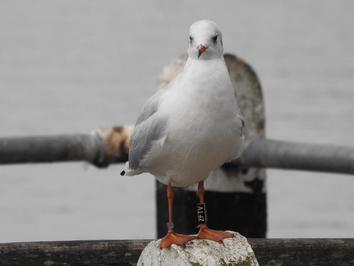 RingersWm's tweet image. Whilst we take a pause from ringing due to the weather, please keep your eyes out for any of our colour ringed projects: all fitted with black colour rings with white engraving. Common Tern, Peregrine, BH Gull &amp;amp; Stonechat. Thank you 💚🔥