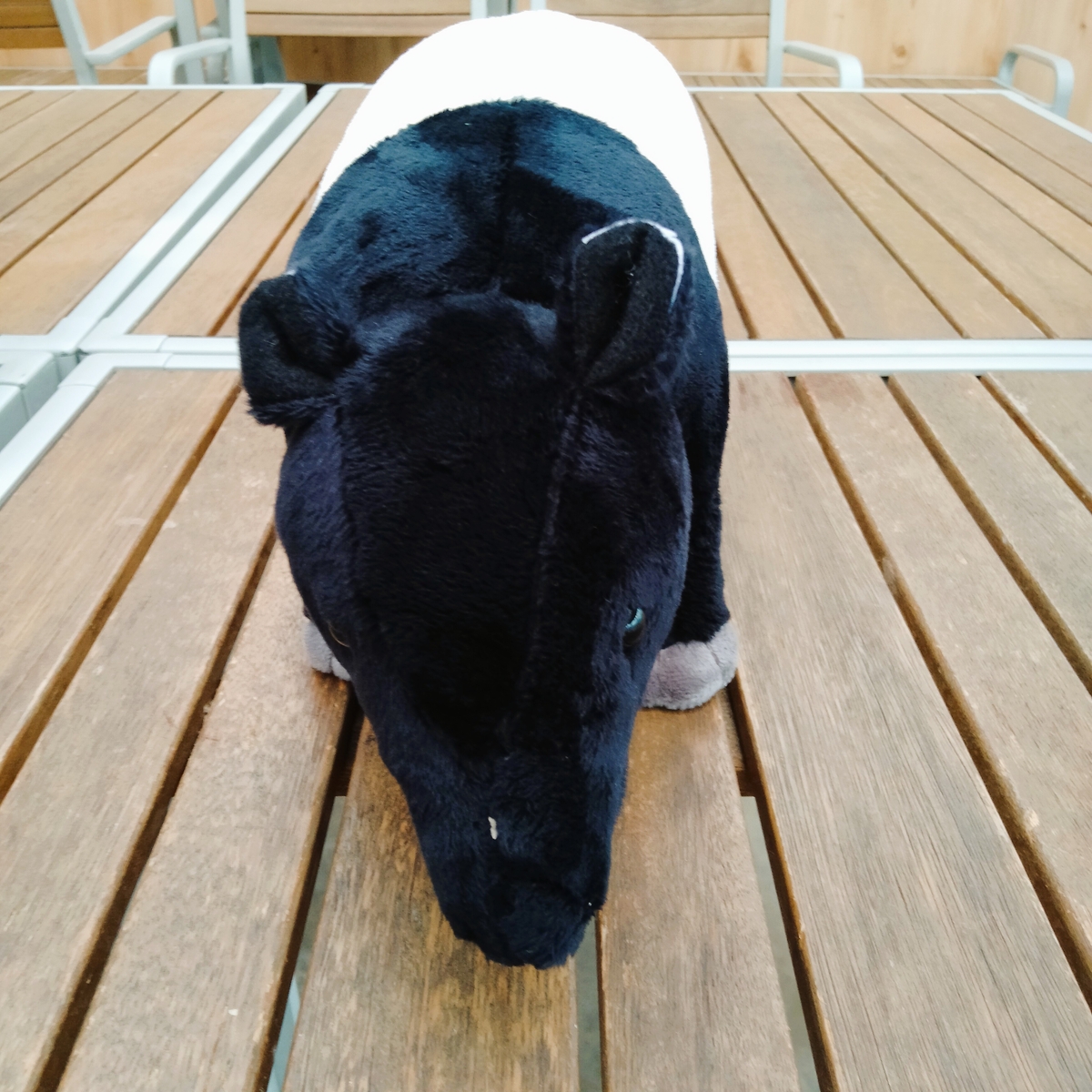 kobe_netshop's tweet image. オリジナルぬいぐるみ
「王国のマレーバク」ができました。
四つ脚にはワイヤーが入っておりお好きなポーズを
とることができます。
沼につかるための長い脚、ゾウのようにストンと落ちた腰、おしりの黒と白の割合などを再現しました。
kobe-oukoku-raku-uru.com/item-detail/18…