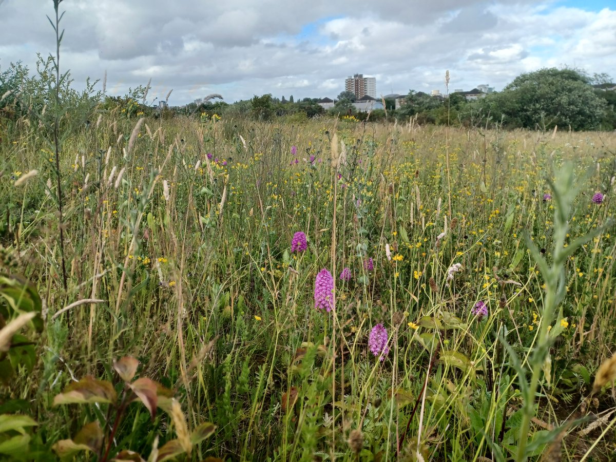 Urban nature is vital in its own right and as a green corridor. It helps link places where plants can thrive &amp; animals can live &amp; move safely in the urban landscape.
Celebrate the wild side of Wales! 💚#WalesNatureWeek #Nature #Wales #GetOutside