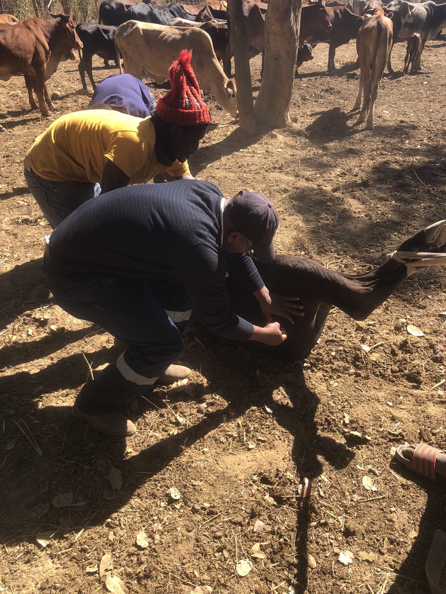 MiyandaBusiku's tweet image. It’s that time of the year…. Deworming and vaccines #Farmer in me …