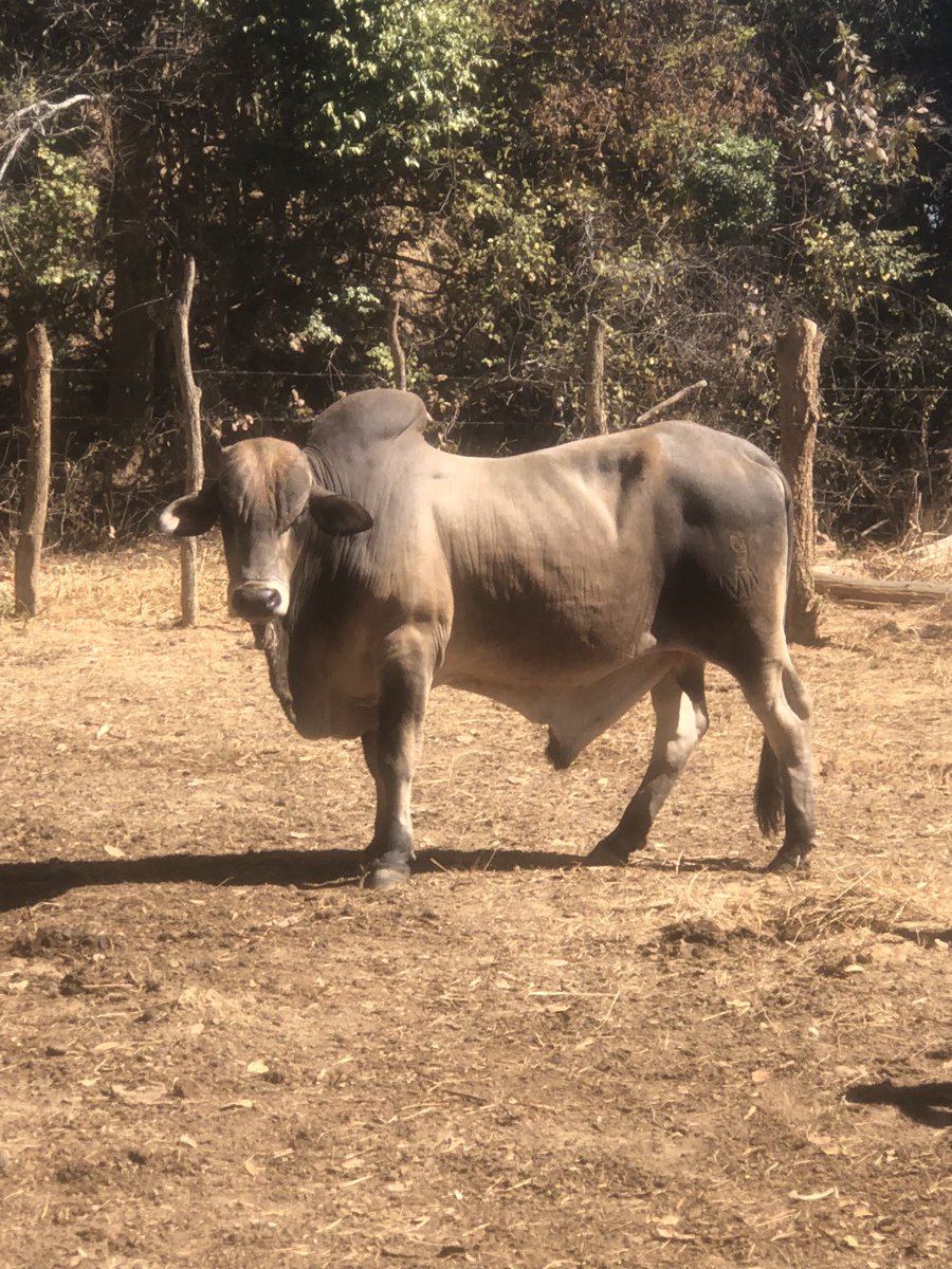 MiyandaBusiku's tweet image. It’s that time of the year…. Deworming and vaccines #Farmer in me …