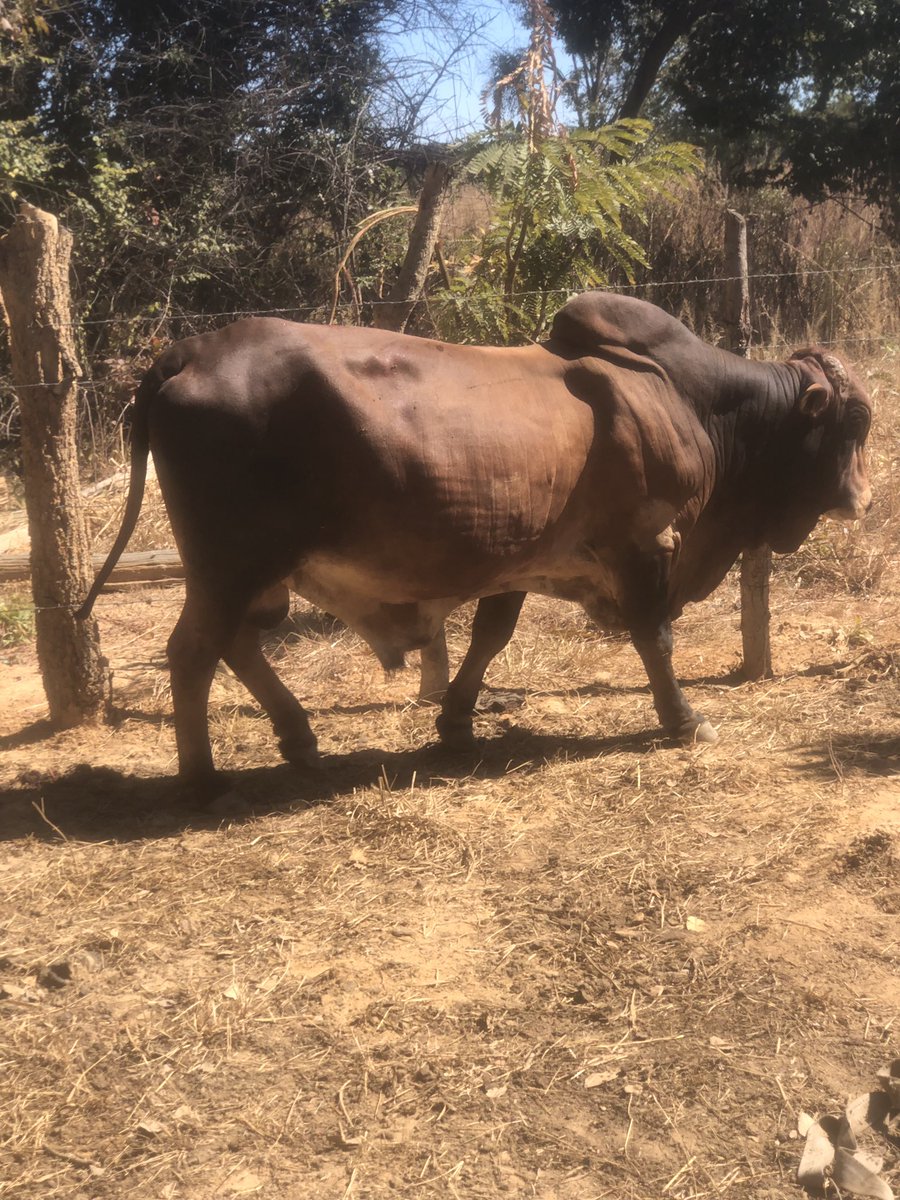 MiyandaBusiku's tweet image. It’s that time of the year…. Deworming and vaccines #Farmer in me …