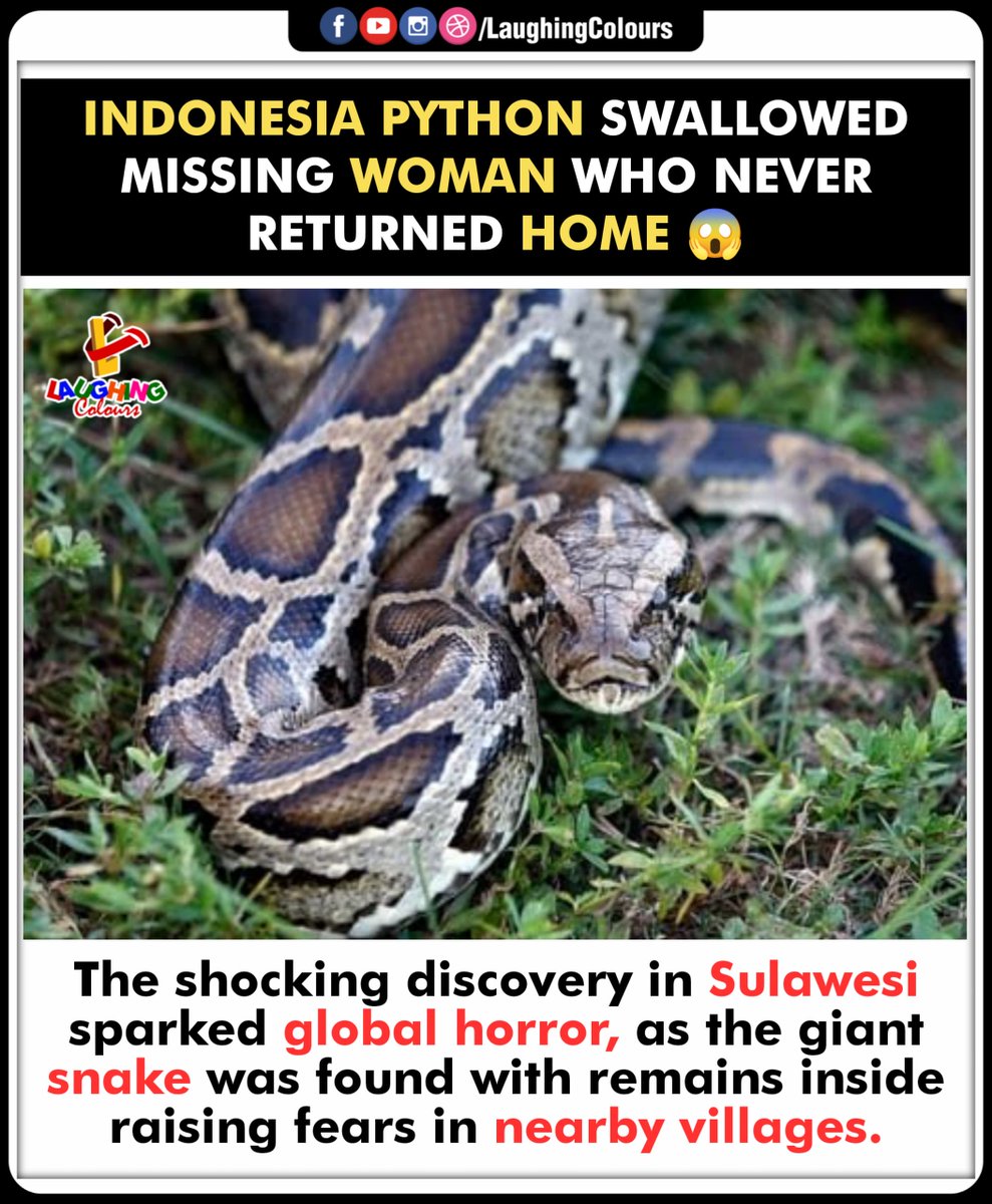 LaughingColours's tweet image. Terrifying Jungle Encounter 😱

#IndonesiaPython #SulawesiTragedy #SnakeAttack #GlobalShock #WildlifeDanger #HumanWildlifeConflict