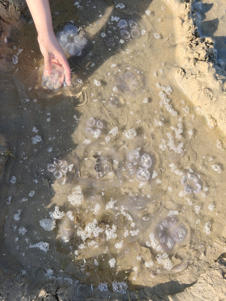 ImVillem's tweet image. lots of jellyfishes we&apos;ve caught