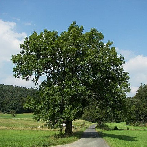 TheNatureFund's tweet photo. Hope for Britain’s cherished ash trees #ash #ashtree #ashdieback
https://t.co/BtwjDq3Bzf https://t.co/YCxPsnQU3K