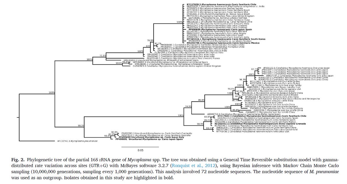📢 ¡Investigación en ENZOEM - <a href="/Univcordoba/">Universidad Córdoba</a>! 📣
Artículo en colaborando con <a href="/UCompostel91603/">Universidad Santiago de Compostela</a>, Sociedad de Servicios del Principado de Asturias, Istituto Zooprofilattico Sperimentale di Piemonte, Liguria e Valle d’Aosta y <a href="/CIBIO_InBIO/">BIOPOLIS-CIBIO</a> 
#investigación #Mycoplasma #Lobo #Europa