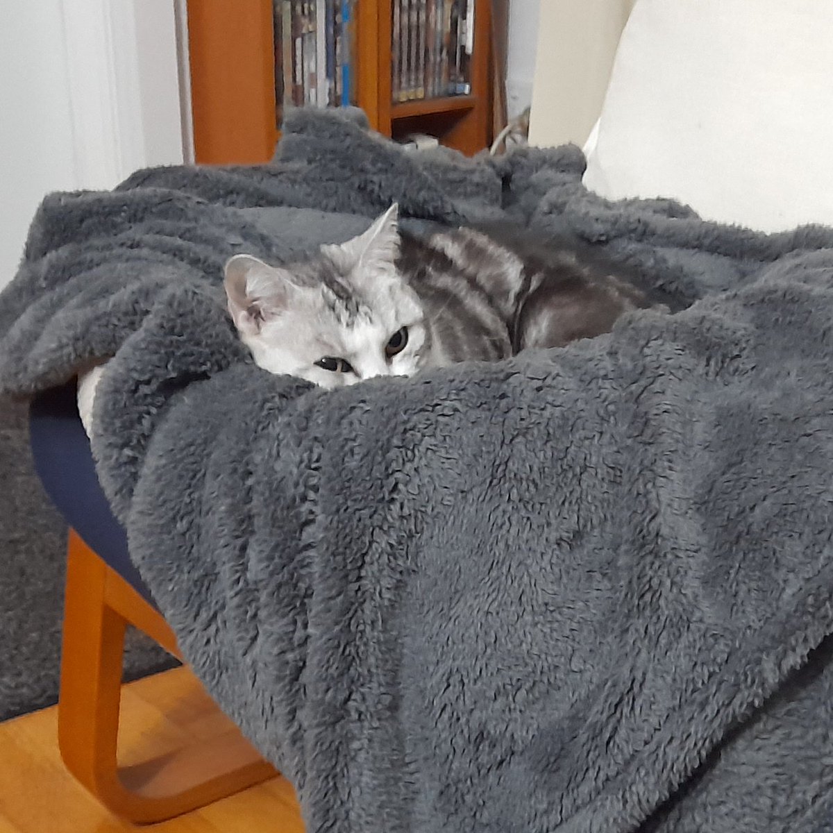 wombatwalking's tweet image. Diary of a cat servant: Why yes I do approve of the addition of the floofy blanket to my new bed, Wombat. (It's not a new bed. She just ignored it for ages until I put it on the chair)