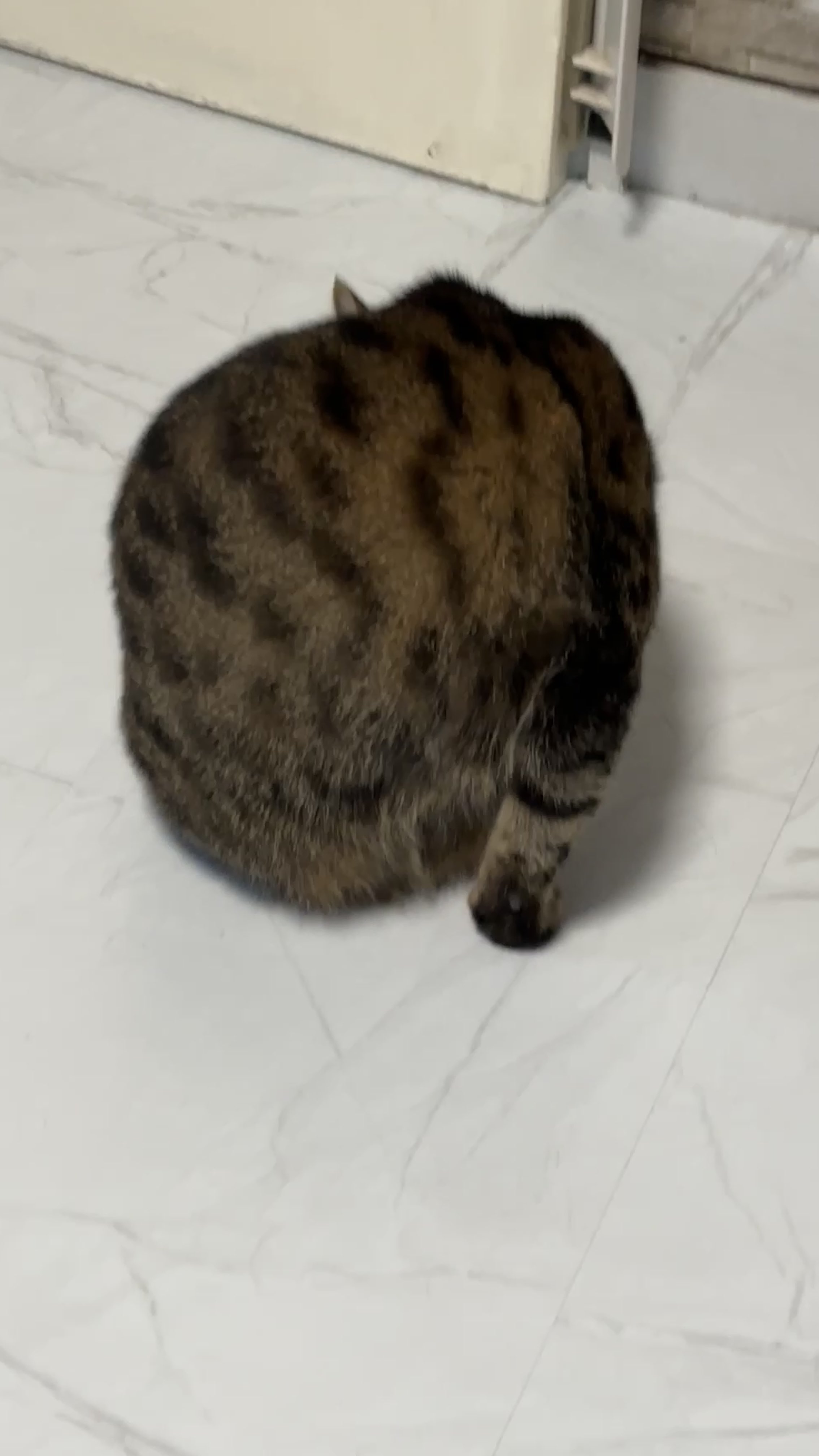 ねこ Amazon.co.jp: 猫ステッカー 猫脱走防止 玄関 扉 ドア 猛猫にご