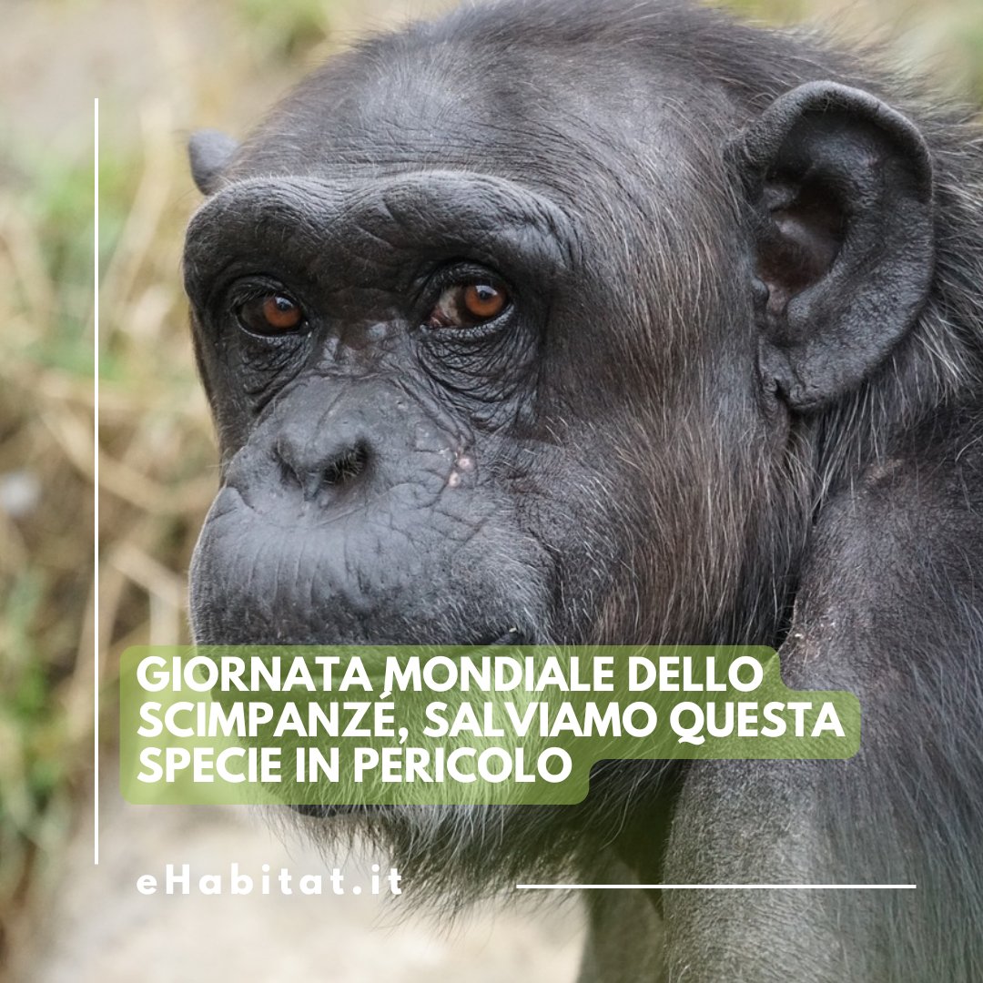 eHabitatit's tweet photo. Il #14luglio celebriamo i nostri cugini più prossimi, con cui condividiamo oltre il 98% del DNA. Ma non c’è solo da festeggiare: gli #scimpanzé sono in pericolo
👉Leggi l'articolo📲
https://t.co/zrhCOw2BxT
#WorldChimpanzeeDay #GiornataMondialeDelloScimpanzé #StopBracconaggio https://t.co/x42IlRmsJj