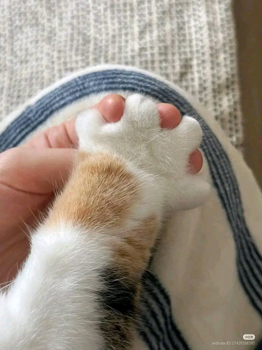 PochaSele1's tweet image. We Are Friends Now 🥰🙃