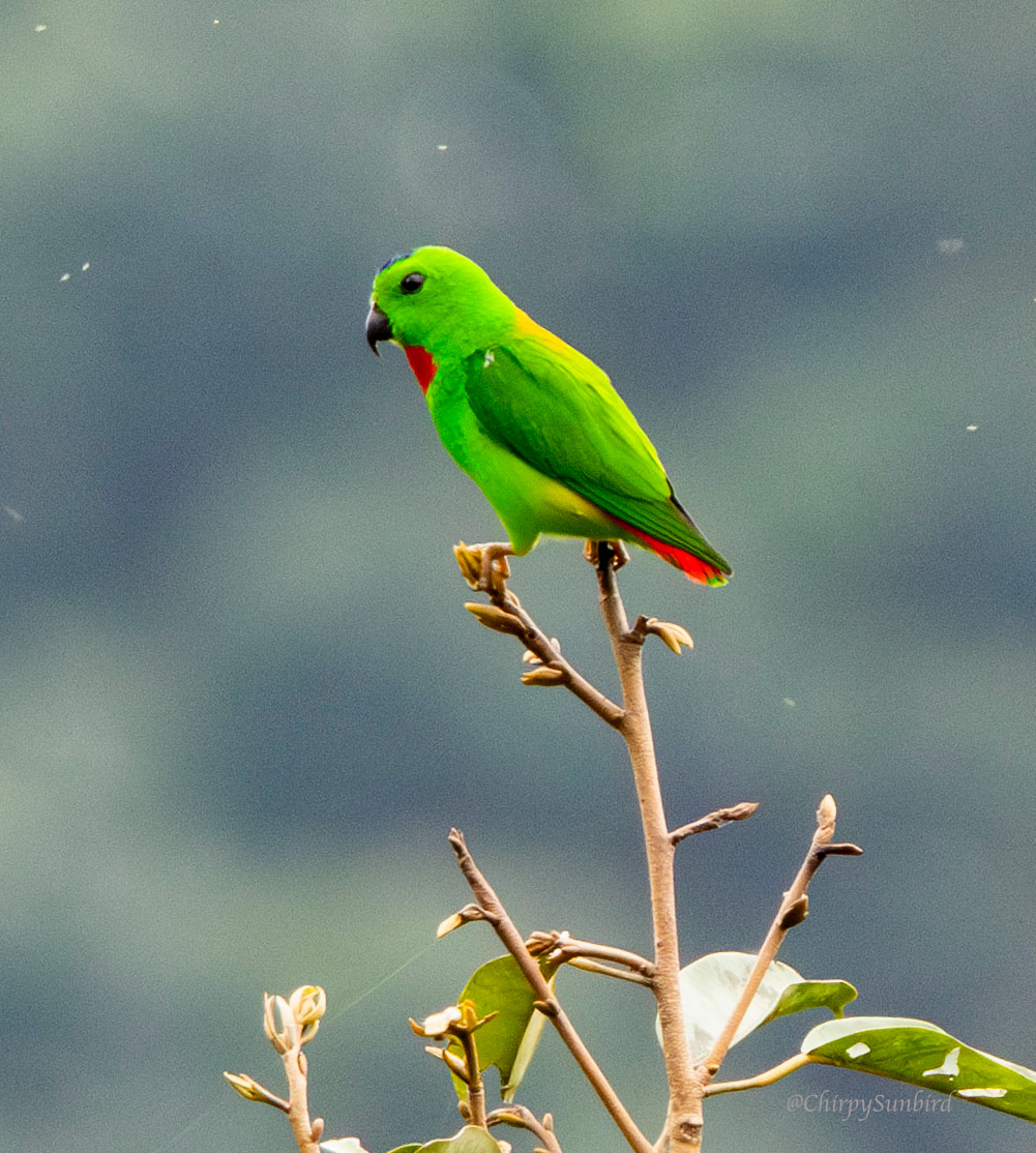 Blue-crowned Hanging-Parrot in southern province of Yala, Thailand. 

#BirdsSeenIn2025 #birdwatching #birdphotography #birding #NaturePhotography #BirdsofX #birds