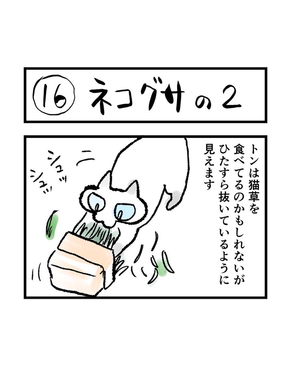 インスタ4コマ「私たちは猫猫している」更新されました。

夏は猫草の育ちがいいです。

https://t.co/zdwzFSS9MF 