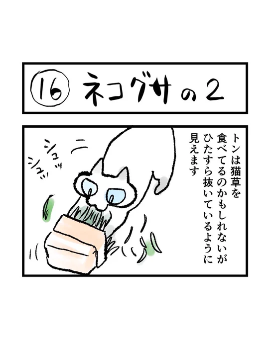 インスタ4コマ「私たちは猫猫している」更新されました。

夏は猫草の育ちがいいです。

https://t.co/zdwzFSS9MF 