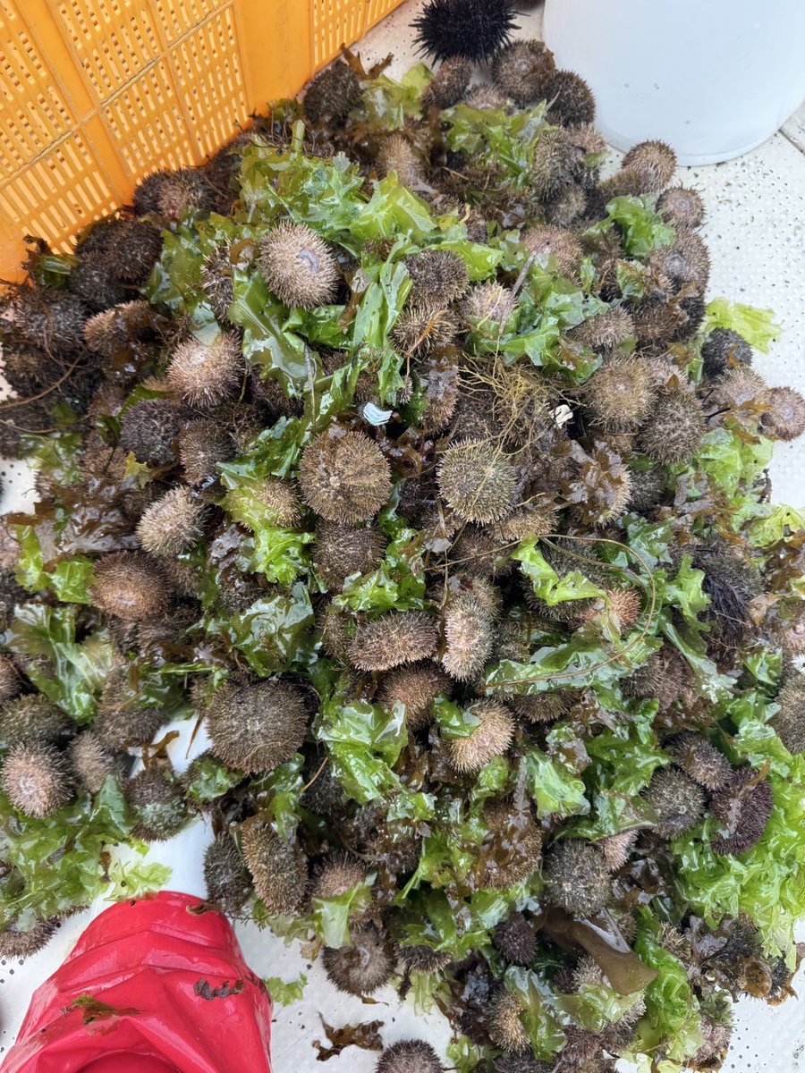 相原水産@厚田 tweet media