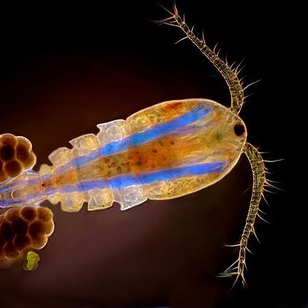 Zooplankton “unsung heroes” in fight against global warming #zooplankton #plankton #PlanktonPower

naturalworldfund.com/zooplankton-un…