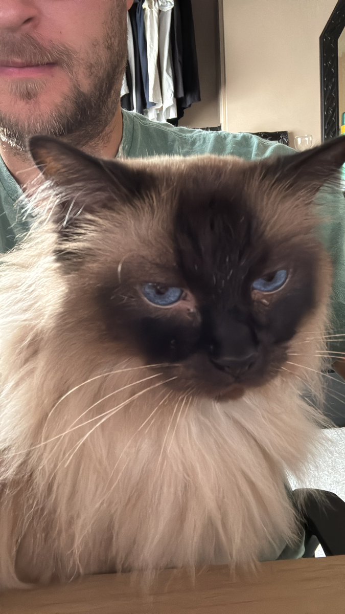 Is it acceptable to get a pram for my cat to take him out with me the dog and the boyfriend?