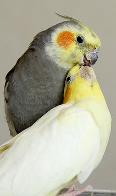 Cockatiel Lovers (@cockatielgroup) on Twitter photo 