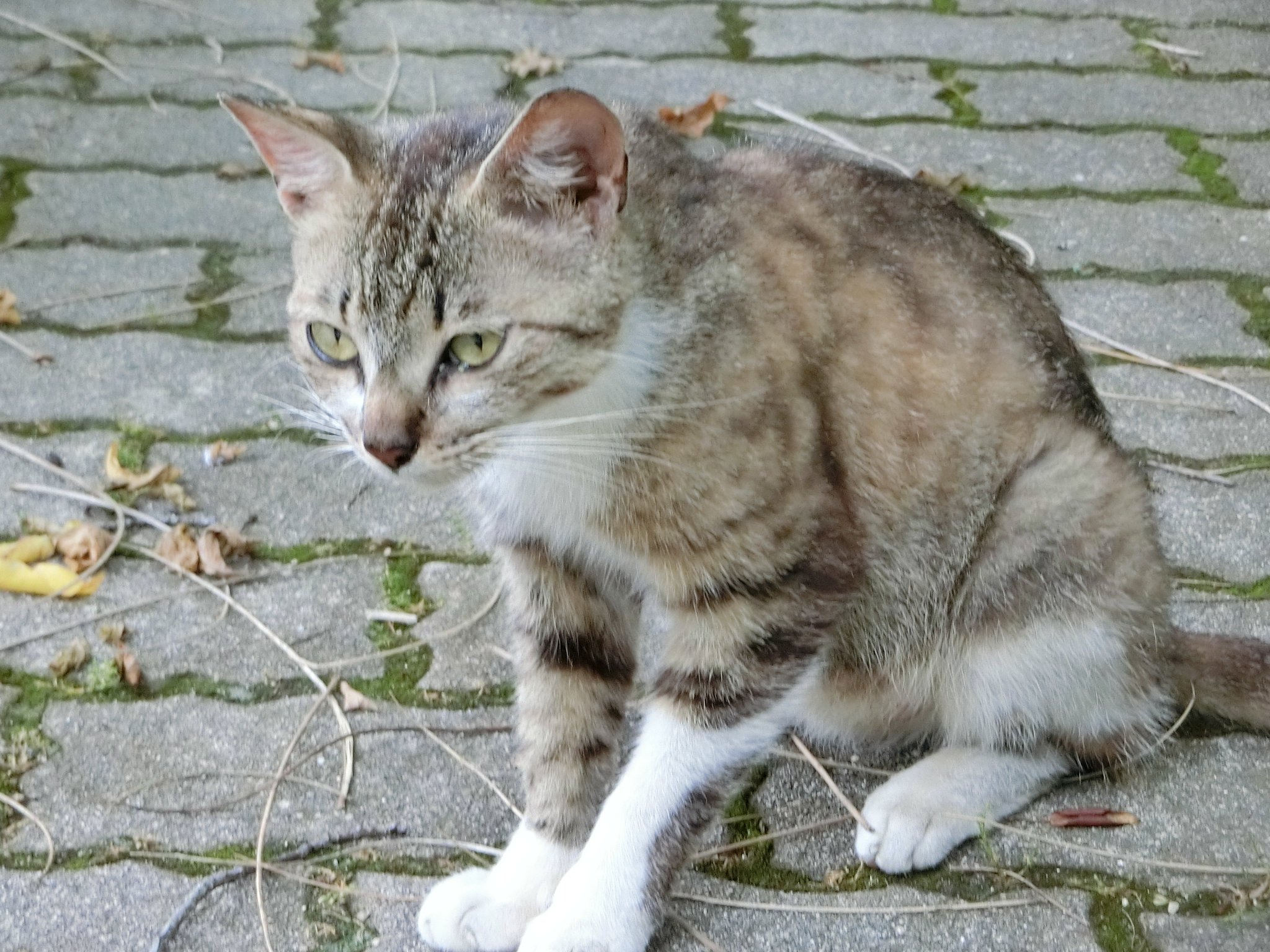 生活防災学くん(新道 誠治) #学術たん #野良猫 #防災士 on X
